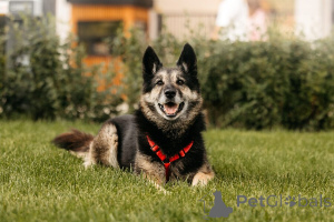 Photo №1. non-pedigree dogs - for sale in the city of Moscow river | Is free | Announcement № 154085