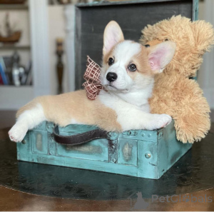 Photo №2 to announcement № 155804 for the sale of welsh corgi - buy in Germany breeder