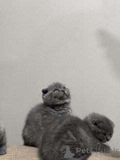 Photo №2 to announcement № 154769 for the sale of scottish fold - buy in Belgium 
