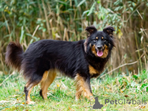 Photo №2 to announcement № 156498 for the sale of non-pedigree dogs - buy in Russian Federation private announcement