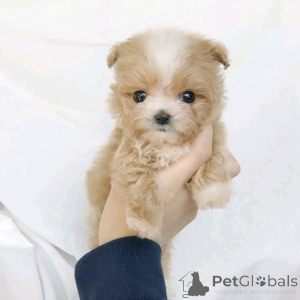 Photo №2 to announcement № 139083 for the sale of poodle (toy) - buy in Germany breeder
