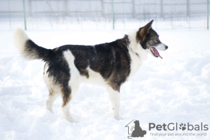 Photo №4. I will sell non-pedigree dogs in the city of Pushkino. private announcement - price - Is free