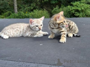 Photo №1. bengal cat - for sale in the city of Aarbergen | 329$ | Announcement № 151541