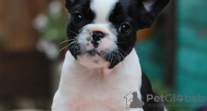 Photo №1. french bulldog - for sale in the city of Bremen | 380$ | Announcement № 118253