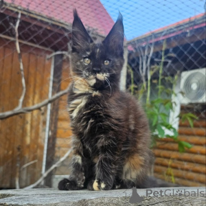 Photo №1. maine coon - for sale in the city of Ansbach | negotiated | Announcement № 156992