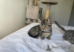 Photo №3. Beautiful Munchkin Kittens. Germany