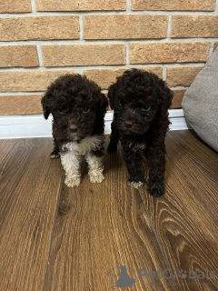 Photo №3. Lagotto Romagnolo puppies. Serbia