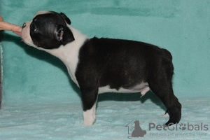 Photo №1. boston terrier - for sale in the city of Berlin | Is free | Announcement № 36841