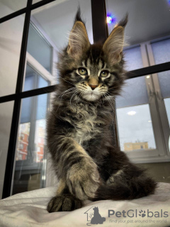 Photo №1. maine coon - for sale in the city of Paderborn | 423$ | Announcement № 106954