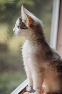 Photo №3. Kittens of Simba and Boofik are looking for a house!. Russian Federation