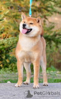 Photo №1. shiba inu - for sale in the city of Москва | negotiated | Announcement № 12120