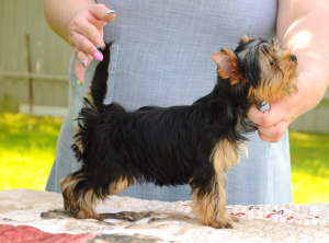Photo №3. Yorkshire terrier boys for sale!. Russian Federation