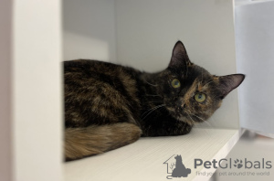 Additional photos: Wonderful young cat Cinnamon is looking for a home and a loving family!