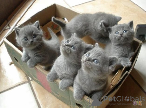 Photo №1. british shorthair - for sale in the city of L'Isle-d'Espagnac | 182$ | Announcement № 8860