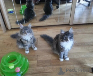 Photo №1. norwegian forest cat - for sale in the city of Geiselwind | 361$ | Announcement № 178174