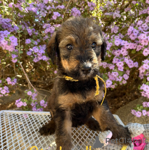 Photo №1. non-pedigree dogs - for sale in the city of Murau | Is free | Announcement № 91593