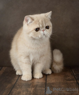 Photo №2 to announcement № 53660 for the sale of exotic shorthair - buy in Finland 