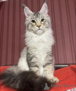 Photo №1. maine coon - for sale in the city of Bellaire | 670$ | Announcement № 161671