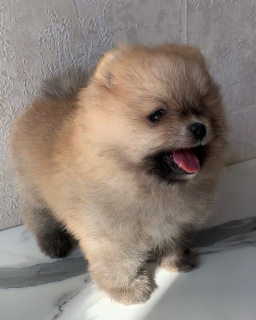 Photo №2 to announcement № 6503 for the sale of pomeranian - buy in Russian Federation breeder