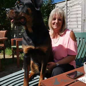 Photo №3. 3 Rottweilerppies for adoption AKC registered  Vet checked  Sire and dame on. Ukraine