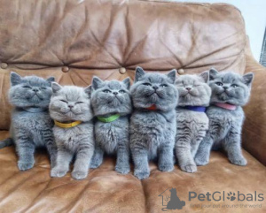 Photo №1. british shorthair - for sale in the city of Leipzig | 370$ | Announcement № 126782