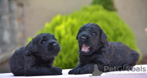 Additional photos: Black Russian Terrier puppies