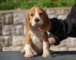 Additional photos: Beagle puppies