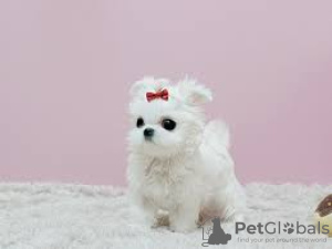 Photo №1. maltese dog - for sale in the city of Passau | Is free | Announcement № 118140