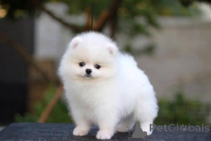 Photo №2 to announcement № 138829 for the sale of pomeranian - buy in Germany private announcement