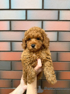 Photo №1. poodle (toy) - for sale in the city of Paris | negotiated | Announcement № 126853