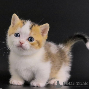 Photo №2 to announcement № 155935 for the sale of munchkin - buy in Germany 
