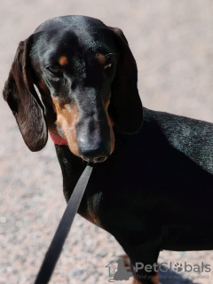 Photo №1. dachshund - for sale in the city of St. Petersburg | negotiated | Announcement № 111013