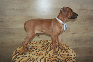 Additional photos: Rhodesian ridgeback puppies looking for owners
