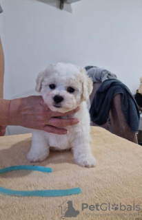 Photo №4. I will sell bichon frise in the city of Loznica. breeder - price - negotiated