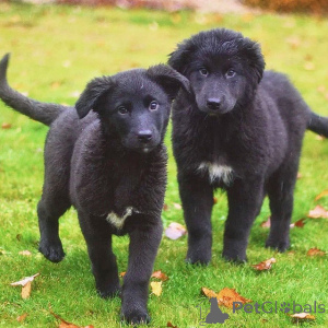 Photo №3. Wonderful home puppies boy and girl in good hands. Russian Federation