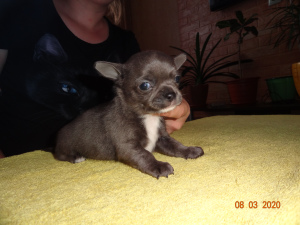 Photo №1. chihuahua - for sale in the city of Ryazan | 555$ | Announcement № 5906