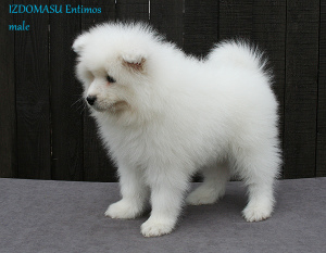 Photo №2 to announcement № 4543 for the sale of samoyed dog - buy in Russian Federation from nursery