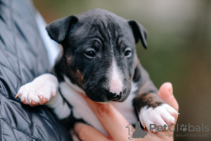 Photo №2 to announcement № 26114 for the sale of bull terrier - buy in Russian Federation from nursery
