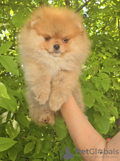 Additional photos: Pomeranian Spitz puppies