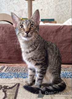 Additional photos: A brave tiger cub - kitten Oscar is looking for a home!