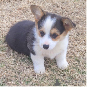 Photo №3. Home Raised corgi puppies Puppies for sale . Spain