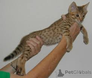 Photo №2 to announcement № 165937 for the sale of ocicat - buy in France private announcement, breeder