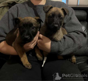 Photo №2 to announcement № 124703 for the sale of belgian shepherd - buy in New Zealand private announcement, from nursery, from the shelter, breeder