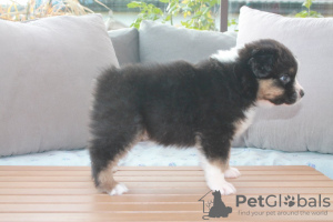 Photo №1. australian shepherd - for sale in the city of Афины | Is free | Announcement № 125333