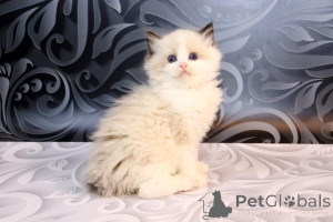 Photo №2 to announcement № 137993 for the sale of british longhair - buy in United States 