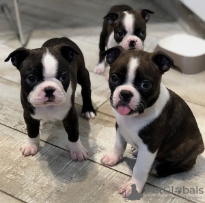 Photo №3. Vaccinated Boston terrier puppies available now for loving homes. United States