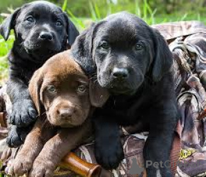 Photo №2 to announcement № 160967 for the sale of labrador retriever - buy in France private announcement, breeder