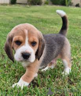Photo №2 to announcement № 165585 for the sale of beagle - buy in Netherlands private announcement, breeder