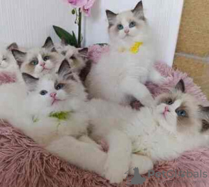 Photo №2 to announcement № 132660 for the sale of maine coon - buy in Germany breeder