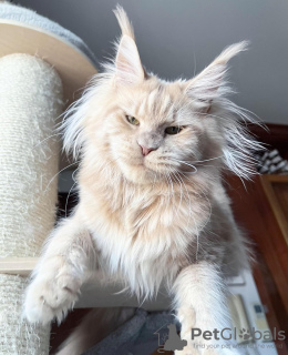 Photo №1. maine coon - for sale in the city of Chicago | 300$ | Announcement № 103592